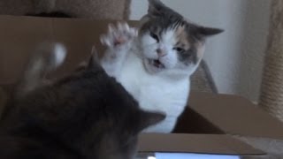 Cat Steals Other Cat's Box Treasure
