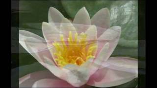 Lotus - Secret Garden