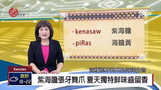 紫海膽張牙舞爪 夏天獨特鮮味齒留香 2019-03-19 Kavalan IPCF-TITV 原文會 原視族語新聞