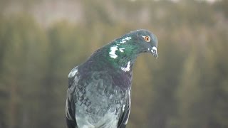 First flights of the pigeons / Первые полеты голубей