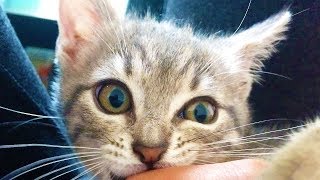 MON CHATON ME MÈNE LA VIE DURE !