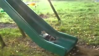 Gatos chistosos
