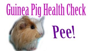 Piggie Health Check #13 ~ Pee