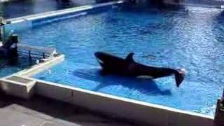 dinner bell killer whale style