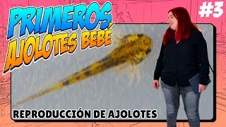 Reproducción de Ajolotes #3 - Ya están Naciendo!!! ? AJOLOTE BEBE (Artemiero Hobby)