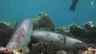 Shark Fin Frontier