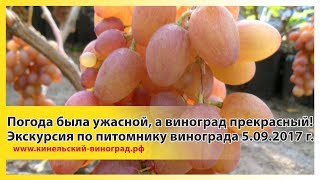 Погода была ужасной, а виноград прекрасный! Экскурсия по питомнику винограда 5.09.2017