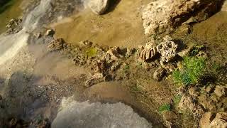 Buddidorgia 3