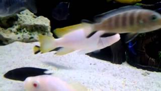 Pseudotropheus sp. Elongatus "Chewere" male & female