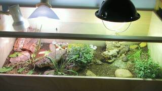 Tortoise Time Lapse 4 (HD 1080p)