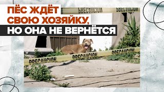 Пёс пять дней ждёт хозяйку, которую застрелили / #shorts