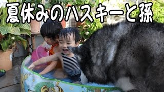 夏休みハスキー達と子供（孫）達Summer vacation Children and dogs