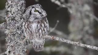 Boreal owl gets poked in the belly by hairy woodpecker