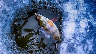 Нива. Мостик. Дичь. А также рыбалка на окуня по первому льду (подводная съёмка)