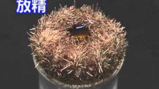 ウニの発生　Occurrence of Sea urchin