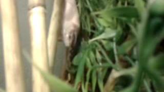 Snake vore 2 / Fütterung einer Kornnatter