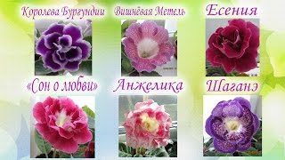 Красавицы глоксинии.Вишневая Метель,Королева Бургундии,Есения, Сударушка,Анжелика,Шаганэ,Сон о любви