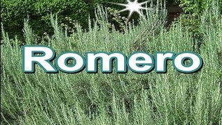Romero: propiedades curativas y medicinales.