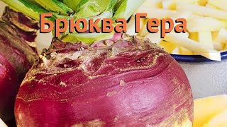 Брюква обыкновенный Гера (gera) ? обыкновенный брюква Гера обзор: как сажать, семена брюквы Гера