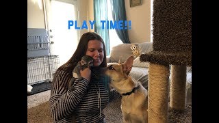 Baby monkey play time | Max and Sam play time with cat tower