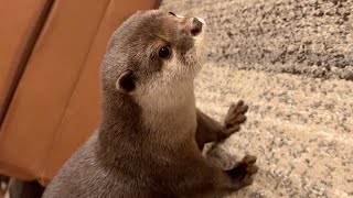 どうしても２階に行きたいカワウソvsどうしても２階に行かせない猫 Otter wants to go upstairs vs. cat that won't let him go upstairs