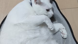 猫に不意打ちするライブ配信