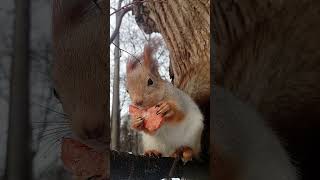 Про белку с морковкой / About a squirrel with a carrot