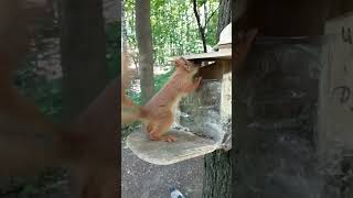 Бельчонок знает, где лежат орехи / The squirrel knows where the nuts are