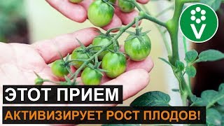 Если развитие завязей томата остановилось - никаких подкормок!