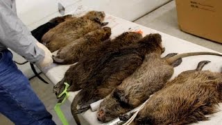 The biggest hunt for rats, охота на крыс