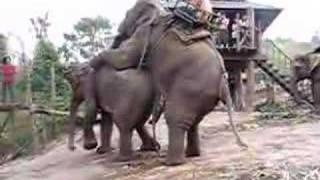 Thailand Elephant Trek #2