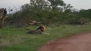 Roaring Lion