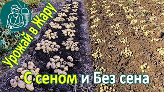 ???? Посадка картофеля с сеном и без в жарком климате Выращивание картофеля по технологии Гордеевых