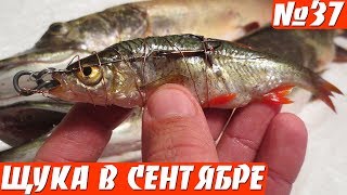 Как ловить щуку на снасточку. Снасточка для ловли на мертвую рыбку