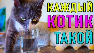КАЖДЫЙ КОТИК ТАКОЙ | ПАРОДИЯ Magic Pets