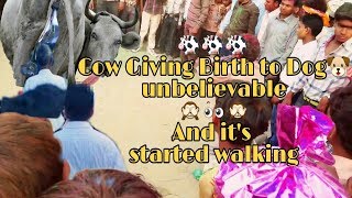 Cow giving birth to dogHD