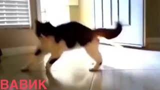 Fart cat ??| Кот пердит??Лучшая озвучка века от Вавика?