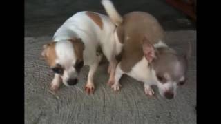 Свадьба Мопсов. Вязка Пончика. Mating Dogs. Pugs. Одесса.