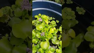 Amor pelo natureza amo peixes