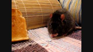Rat abilities or ...oops!. (Уникальные способности крыс) #1