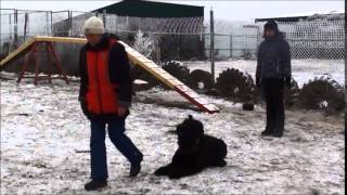 BRT Malakhovskaya Pampushechka. FCI Obedience training.