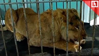 Истощенного льва Симбу спасли под Иркутском