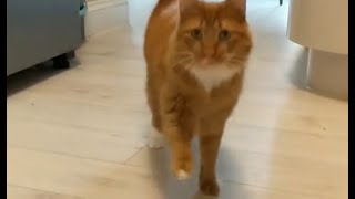 This cat can't walk straight and his owners thinks he's just purrfect