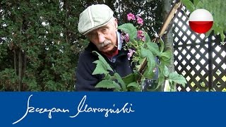 Clematis - sadzenie powojników