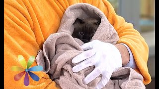 5 шагов, которые помогут вам искупать кота - Все буде добре - Выпуск 571 - Всё будет хорошо 25.03.15