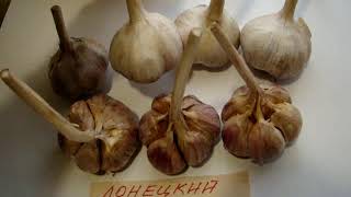 37. Обзор чеснок Донецкий фиолетовый.Продам Рокамболь, Валолладо,Любаша Парадор,Гермидор,Мессидор
