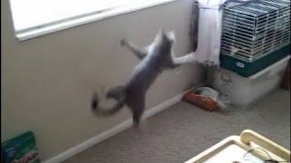 Young spider cat learns to climb on the walls