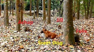 Surprise Steet Dog Attack With Amari Troop |Amari Group Fight With Dog For Long Time