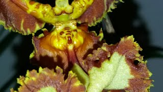 Невероятно!?Психопсис Mariposa снова зацветет?