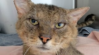 This sweet cat was likely left behind when a family moved